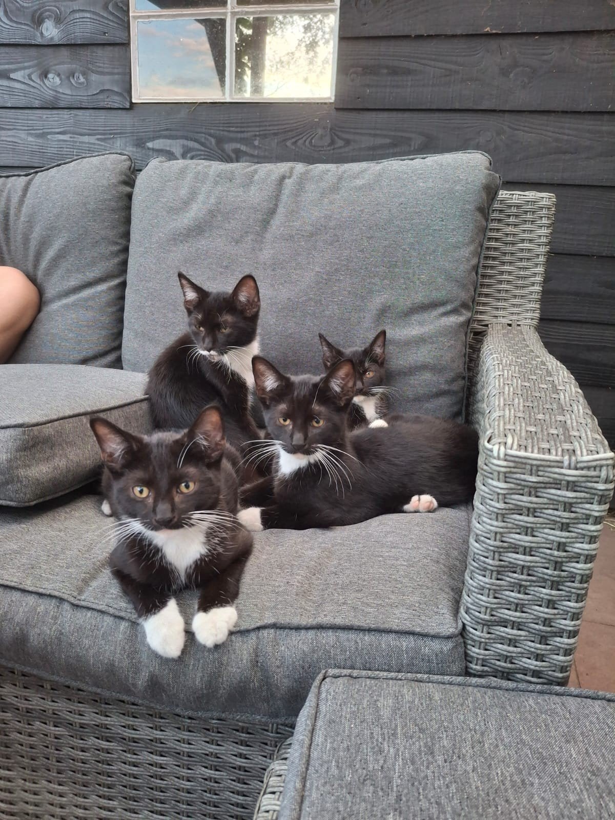 Te koop lieve, schattige boerderij kittens, Meerdere dieren, Kortharig, 0 tot 2 jaar