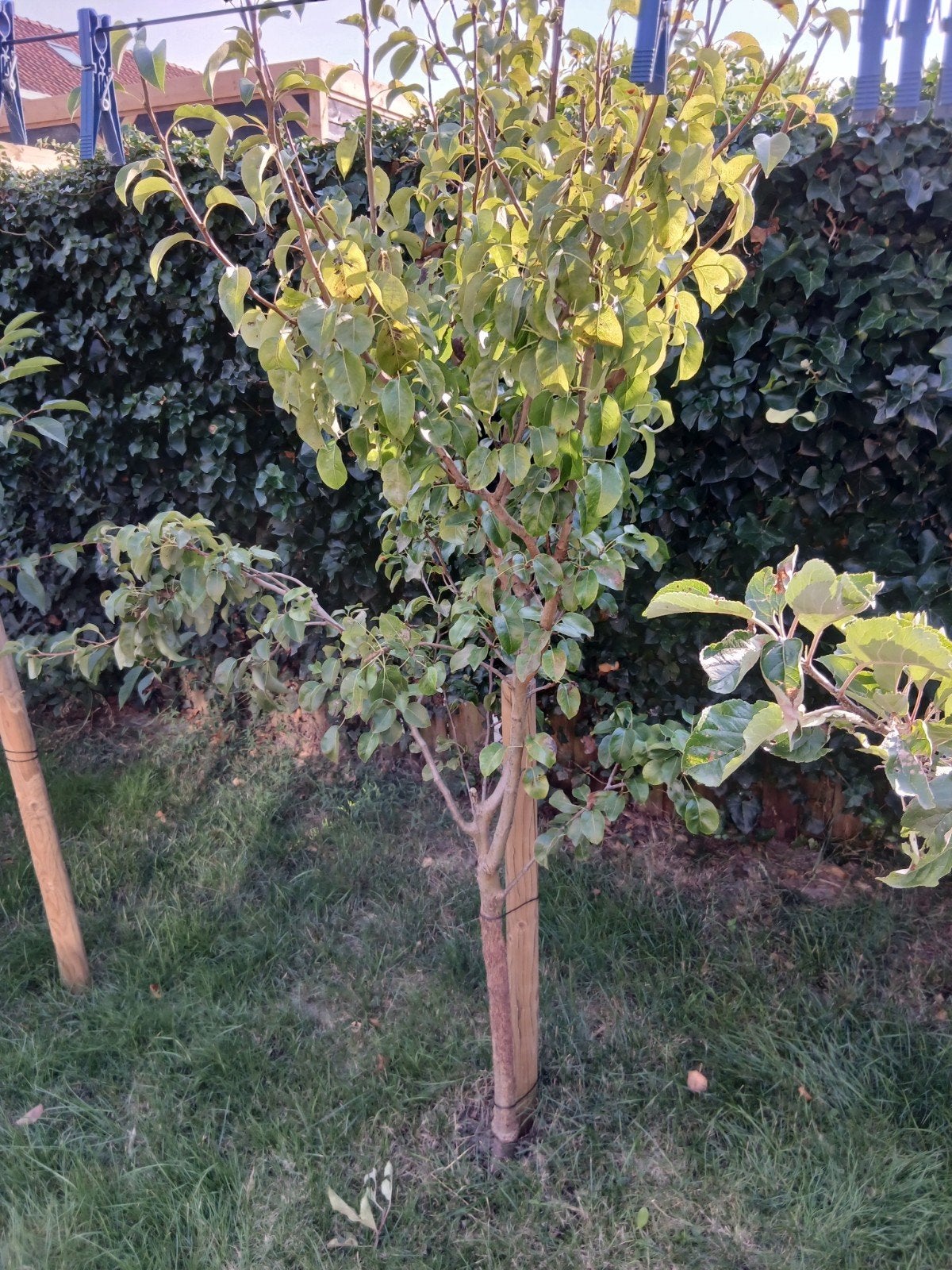 perenboom, Ophalen of Verzenden, Volle zon, Overige soorten
