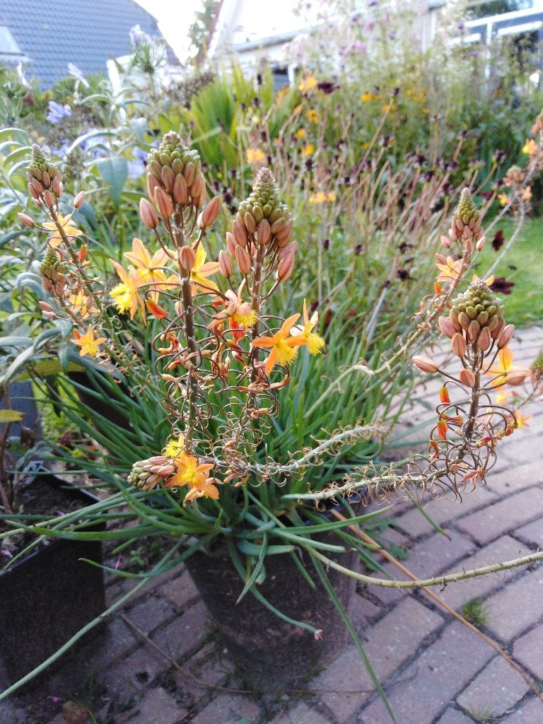 bulbina frutecens, Ophalen, Overige soorten, Volle zon
