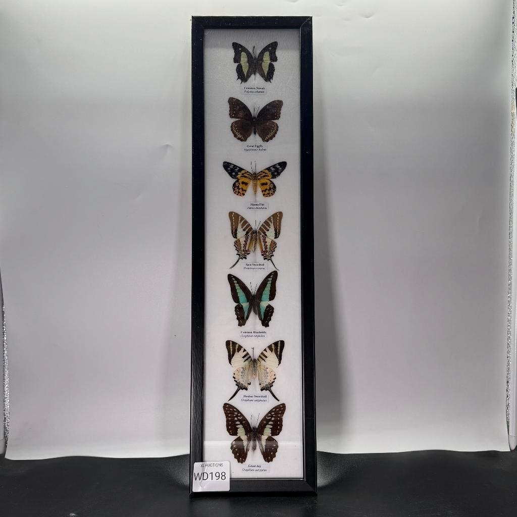Vlinderlijst met 7 vlinders, Ophalen of Verzenden, Nieuw, Insect, Opgezet dier