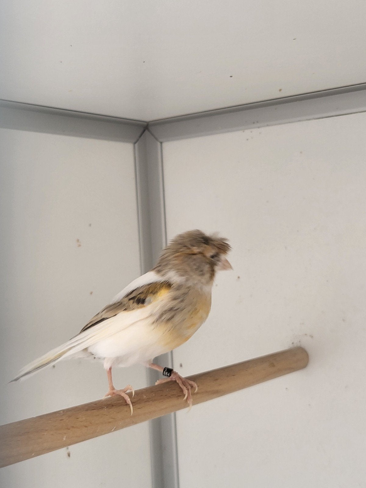 Kanaries harlekijn koppel, Meerdere dieren, Kleurkanarie