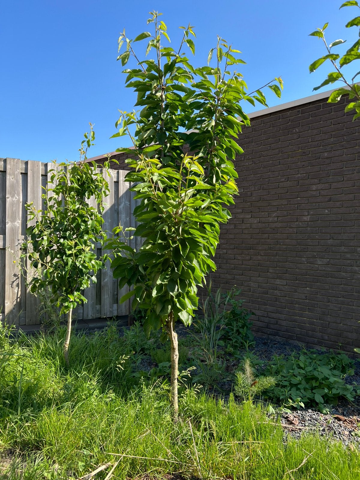 Prunus avium ‘Kordia’ - kersenboom, Ophalen, Halfschaduw, Overige soorten, Lente