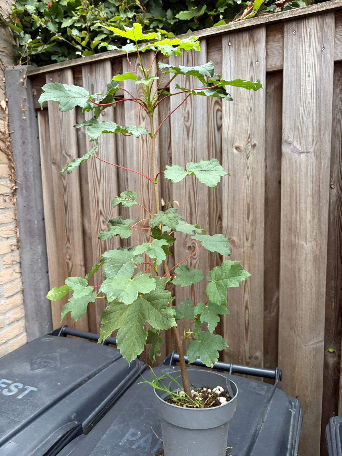 Boompjes, Tuin en Terras, Ophalen, Bloeit niet, Halfschaduw, Overige soorten