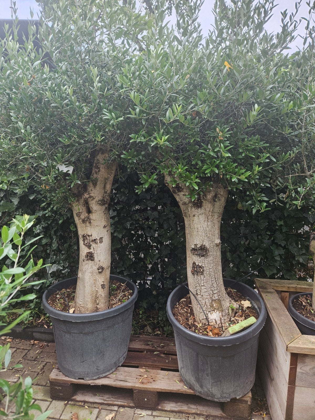 Olijfbomen dikke stam: 125 euro,  gratis bezorgd Hilversum, Volle zon, Ophalen of Verzenden, 100 tot 250 cm, Olijfboom