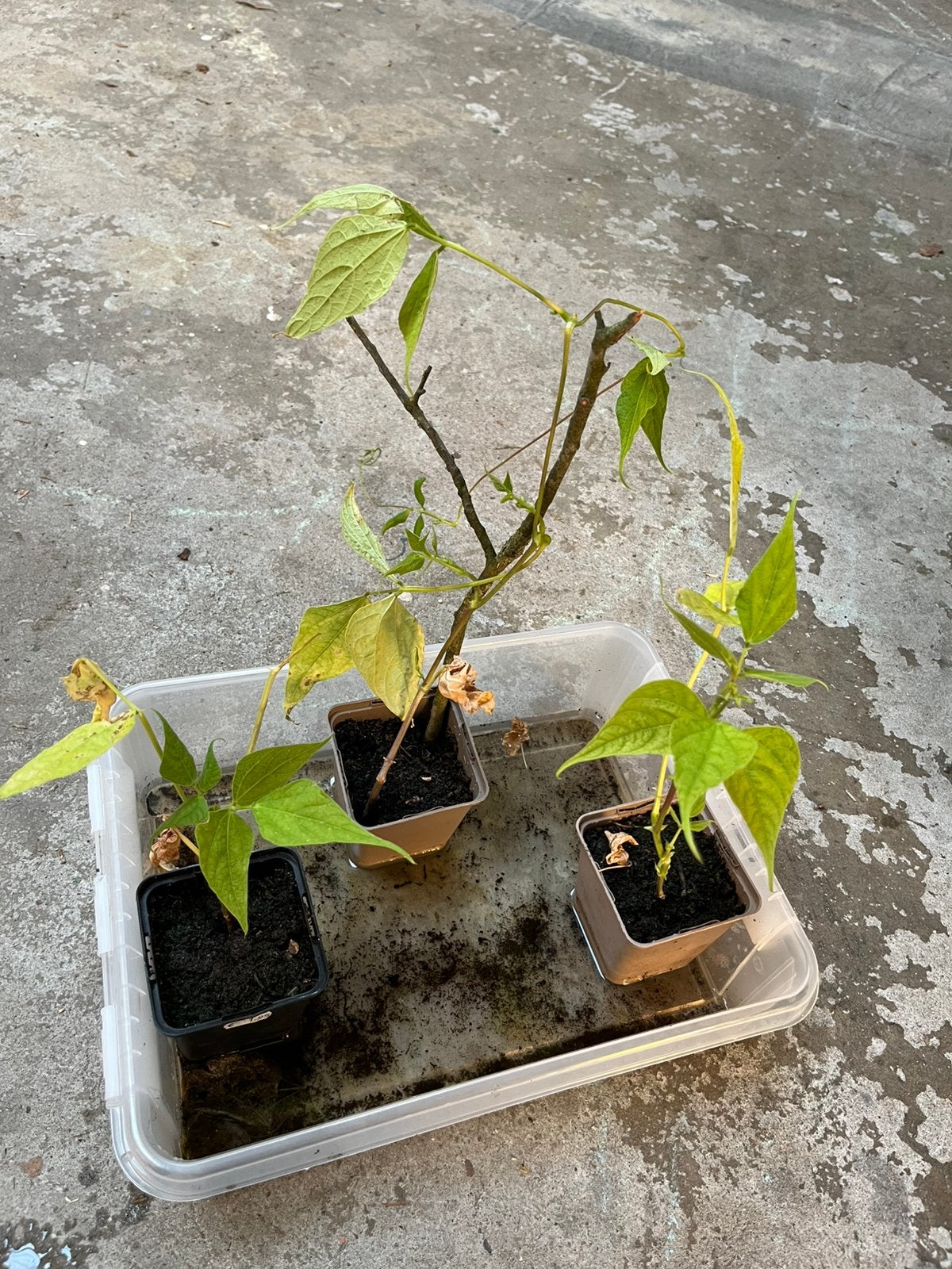 Biologische courgette- en bonenplantjes, Ophalen, Eenjarig, Groenteplanten, Volle zon