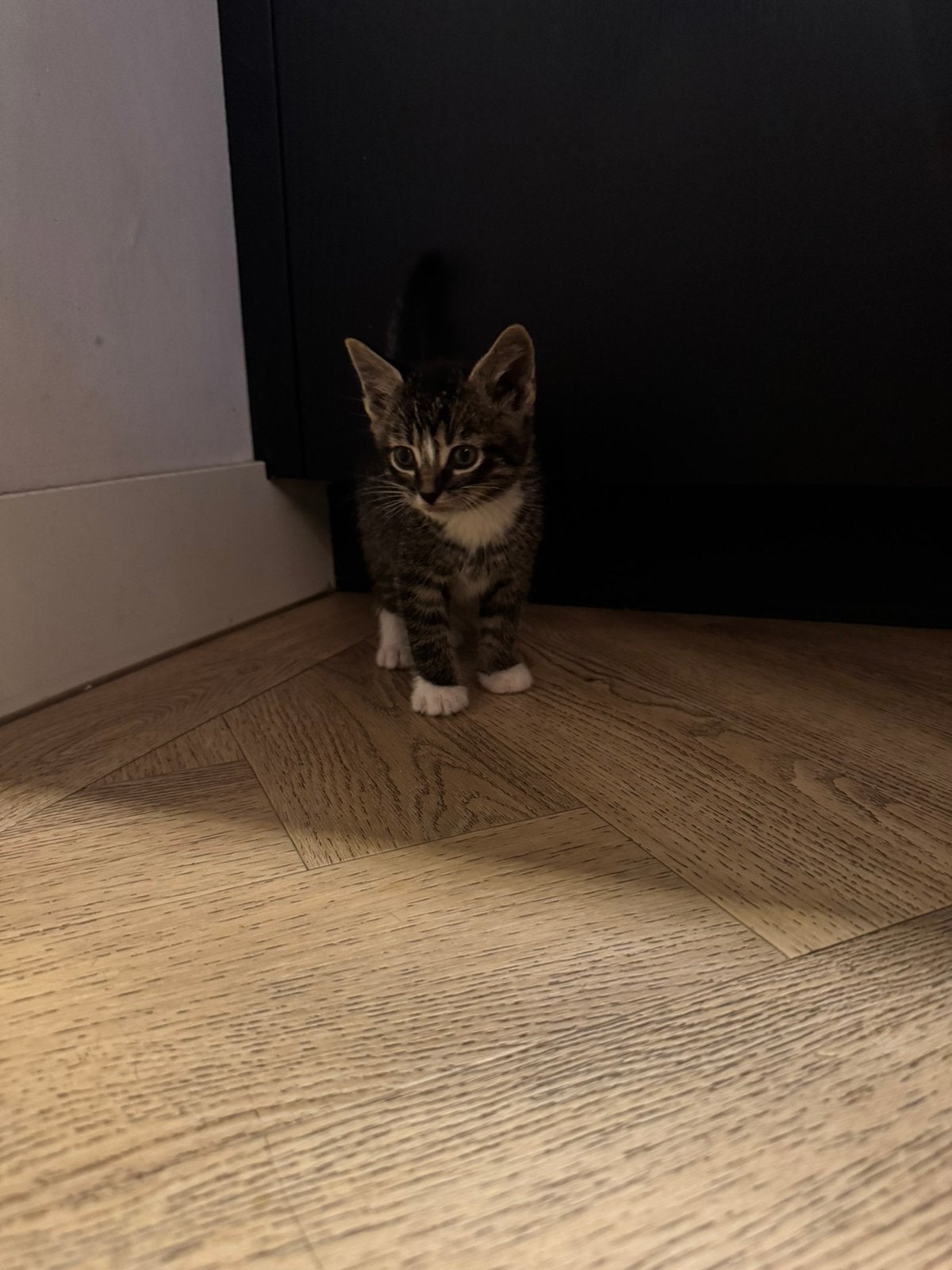 Boerderij kittens te koop