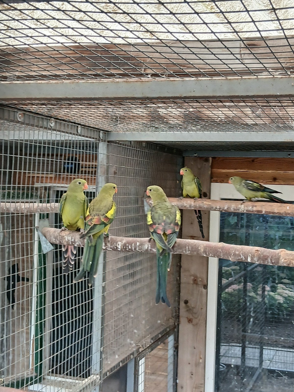 te koop jongen bergparkieten/splitvogels

ze zijn split voor, Dieren en Toebehoren, Meerdere dieren, Parkiet, Geringd