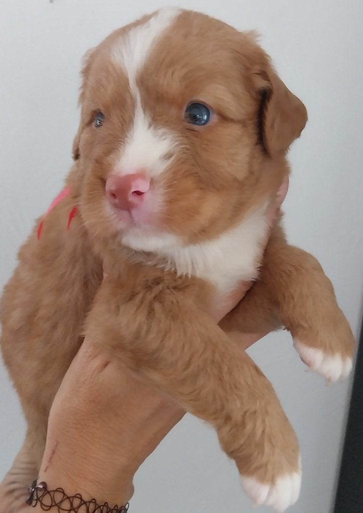 Laatste raszuivere  Nova Scotia D T Retriever reutje, Parvo, 8 tot 15 weken, Meerdere, Nederland