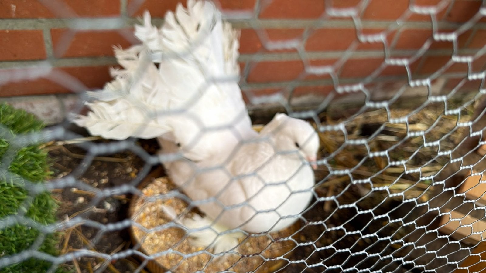 Vogel, Dieren en Toebehoren, Mannelijk, Parkiet