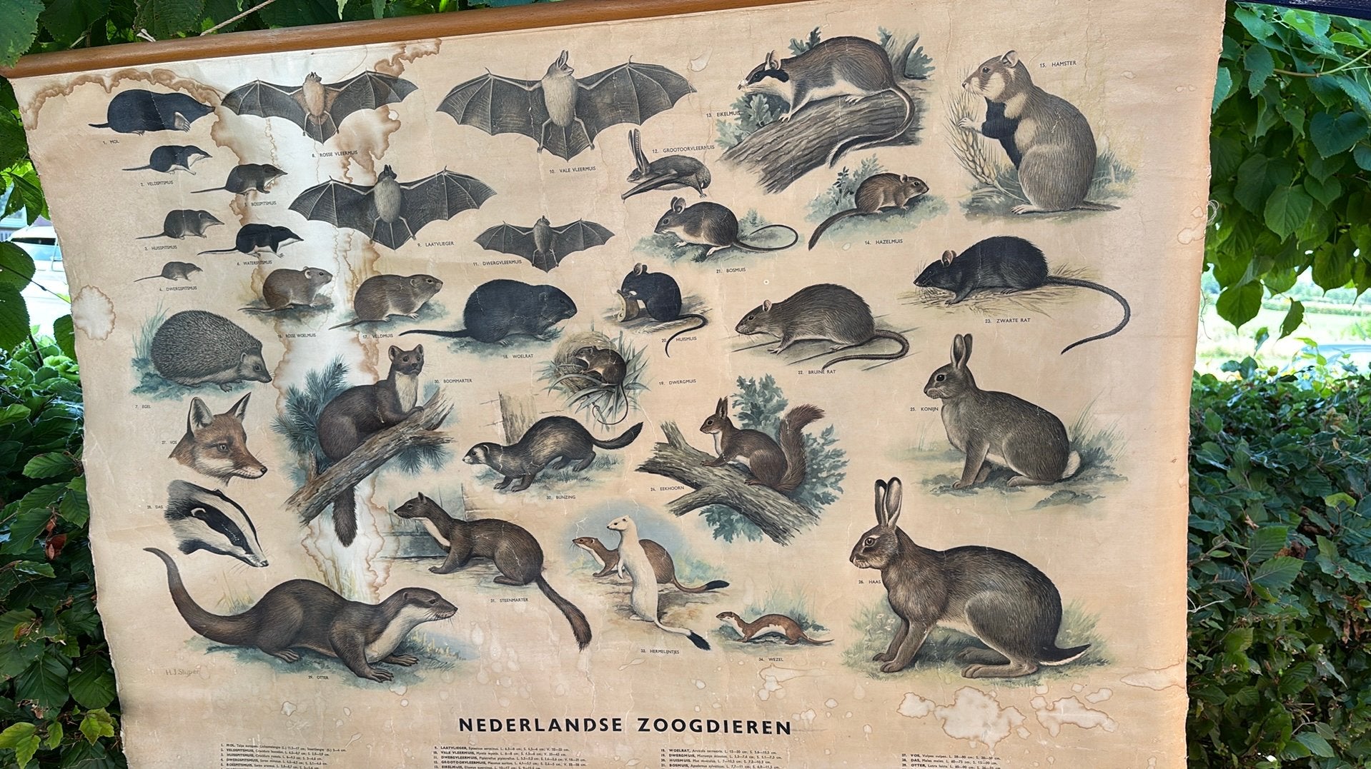 Schoolbanner, Antiek en Kunst, Antiek | Schoolplaten, Ophalen of Verzenden, Natuur en Biologie