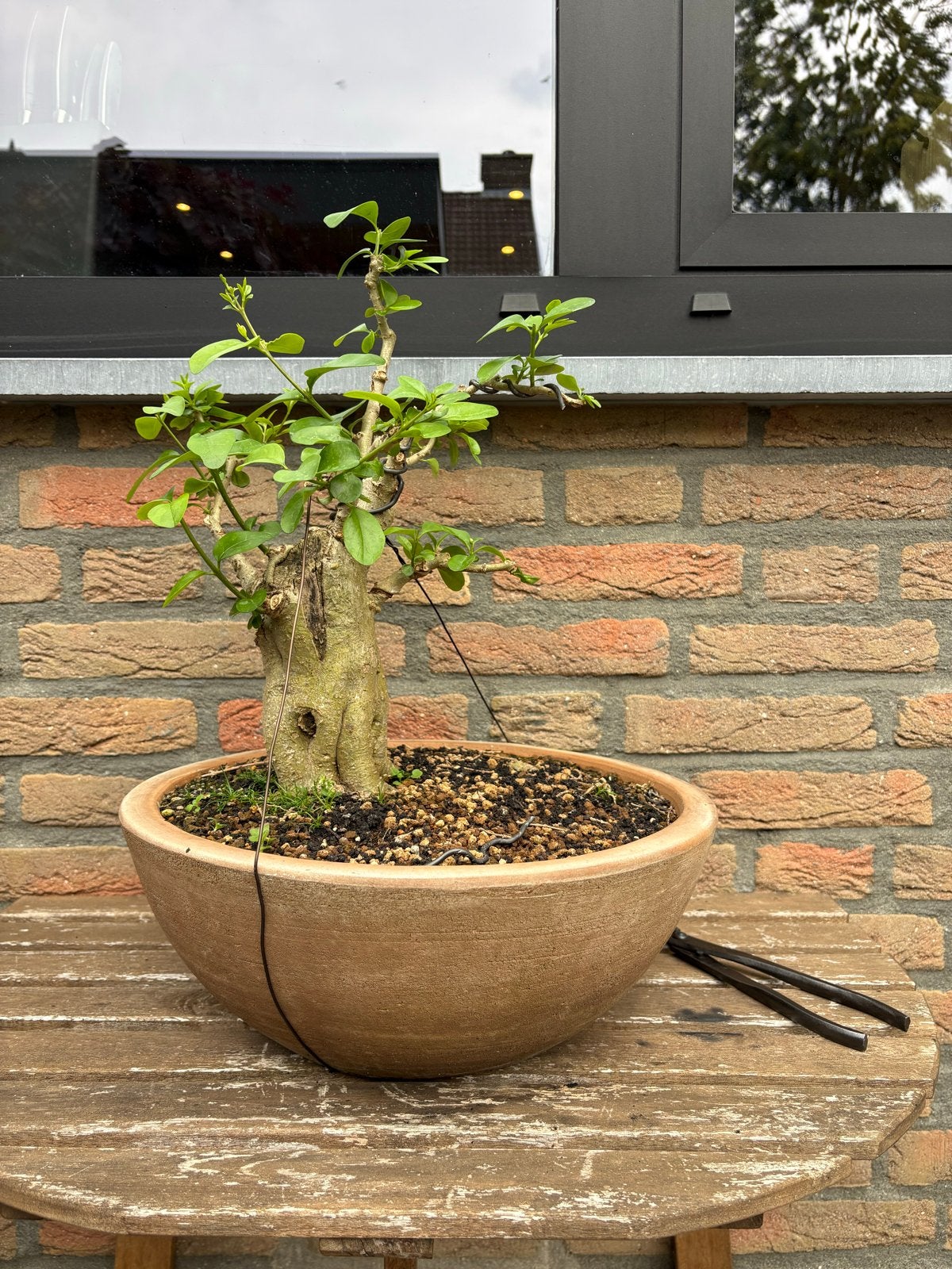 Bonsai liguster, dikke stam- veel potentie, Vaste plant, Bloeit niet, Halfschaduw, Ophalen