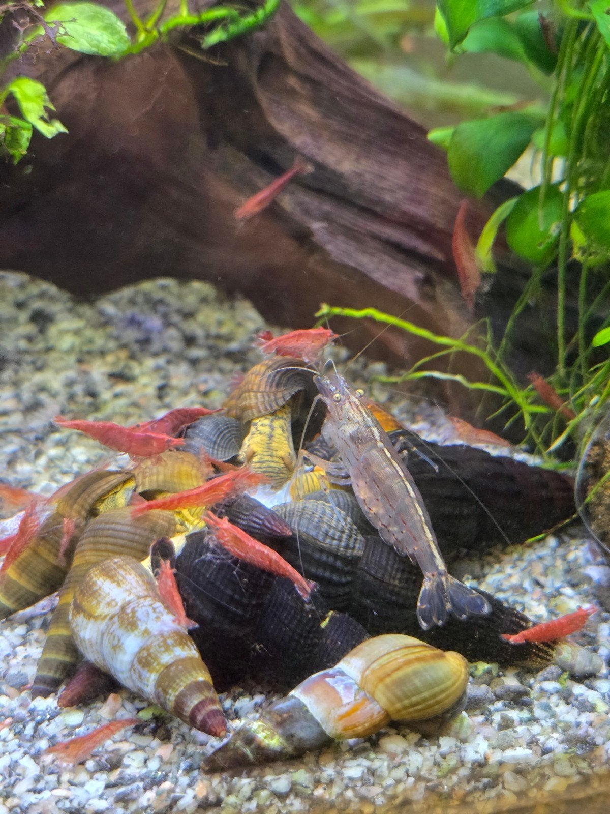 rabbitsnail, Dieren en Toebehoren, Vis