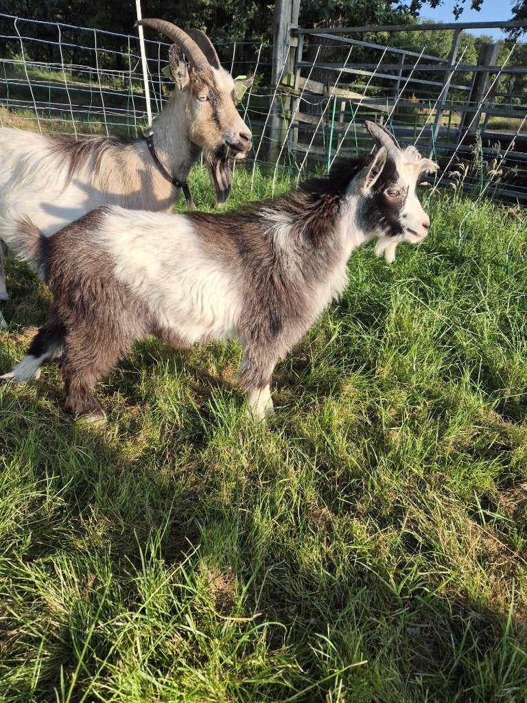 landgeiten Dekbok, Mannelijk, Geit, 0 tot 2 jaar