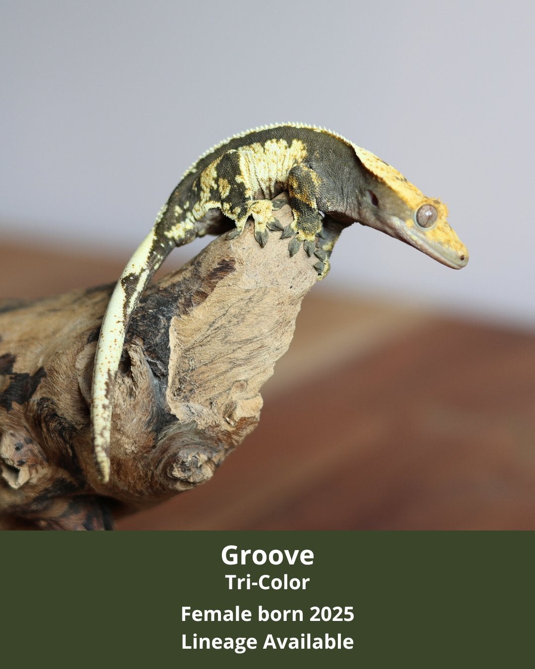 Tri-Color Crested Gecko (wimpergekko) 0.1 Crested Gecko - female for sale from MaRa81