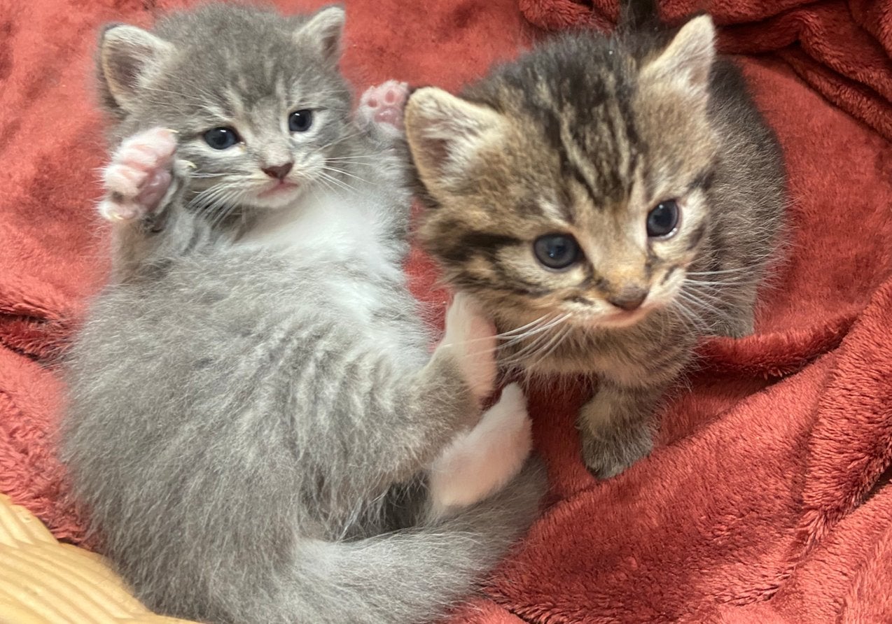 Ragdoll X britse langhaar kittens, Dieren en Toebehoren, Meerdere dieren, Ingeënt