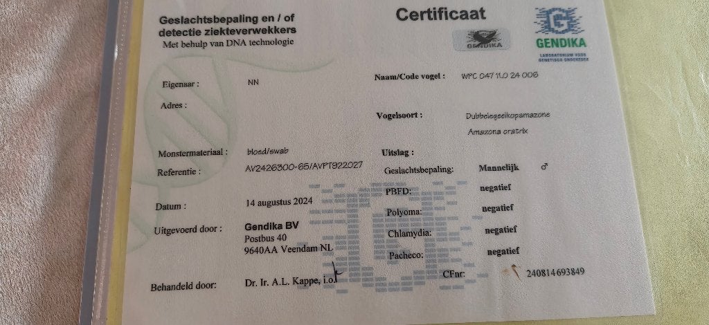 Papegaai, Dieren en Toebehoren, Mannelijk, Papegaai, Pratend