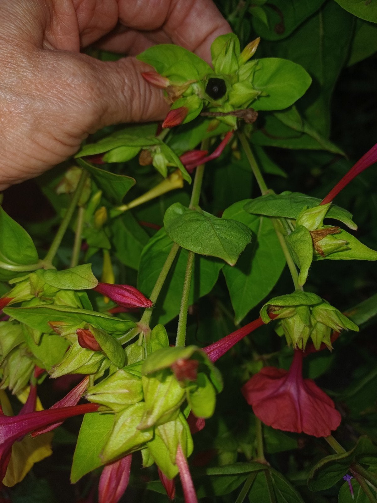 Nachtschone (Mirabilis Jalapa) zaden - Maak je tuin vrolijk!, Ophalen of Verzenden, Voorjaar, Volle zon, Zaad