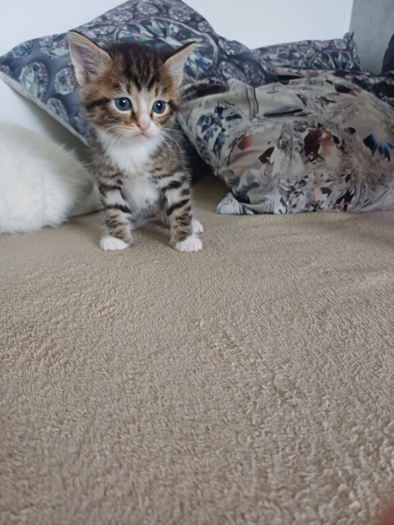 Kitten, Poes