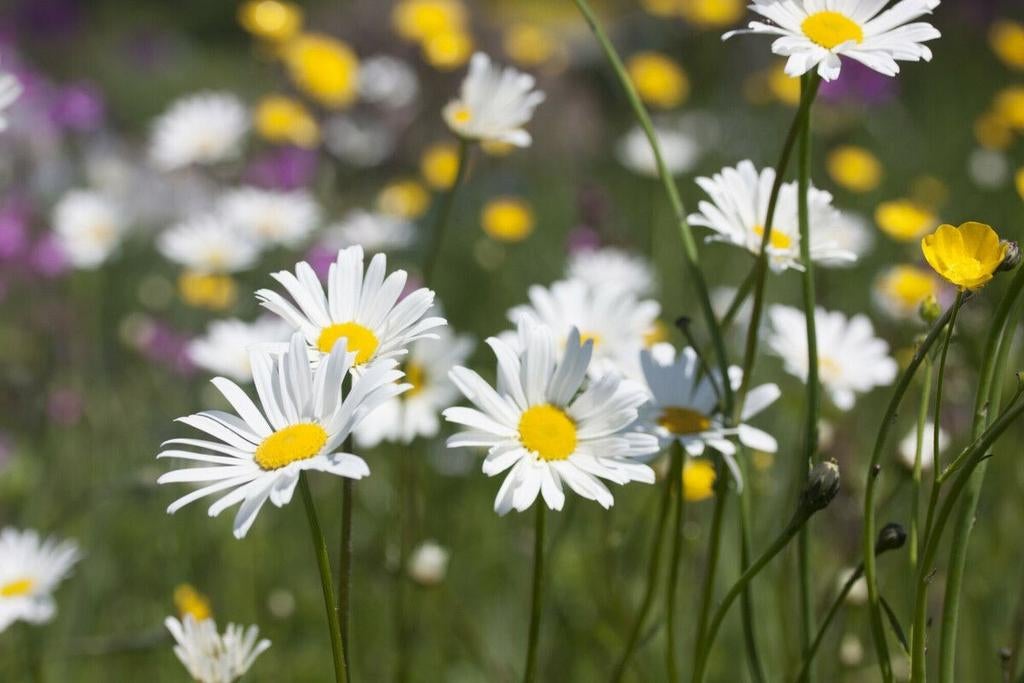 Leucanthemum vulgare 'Maikönigin' margriet in een p9 pot., Tuin en Terras, Planten | Tuinplanten, Volle zon, Vaste plant, Zomer