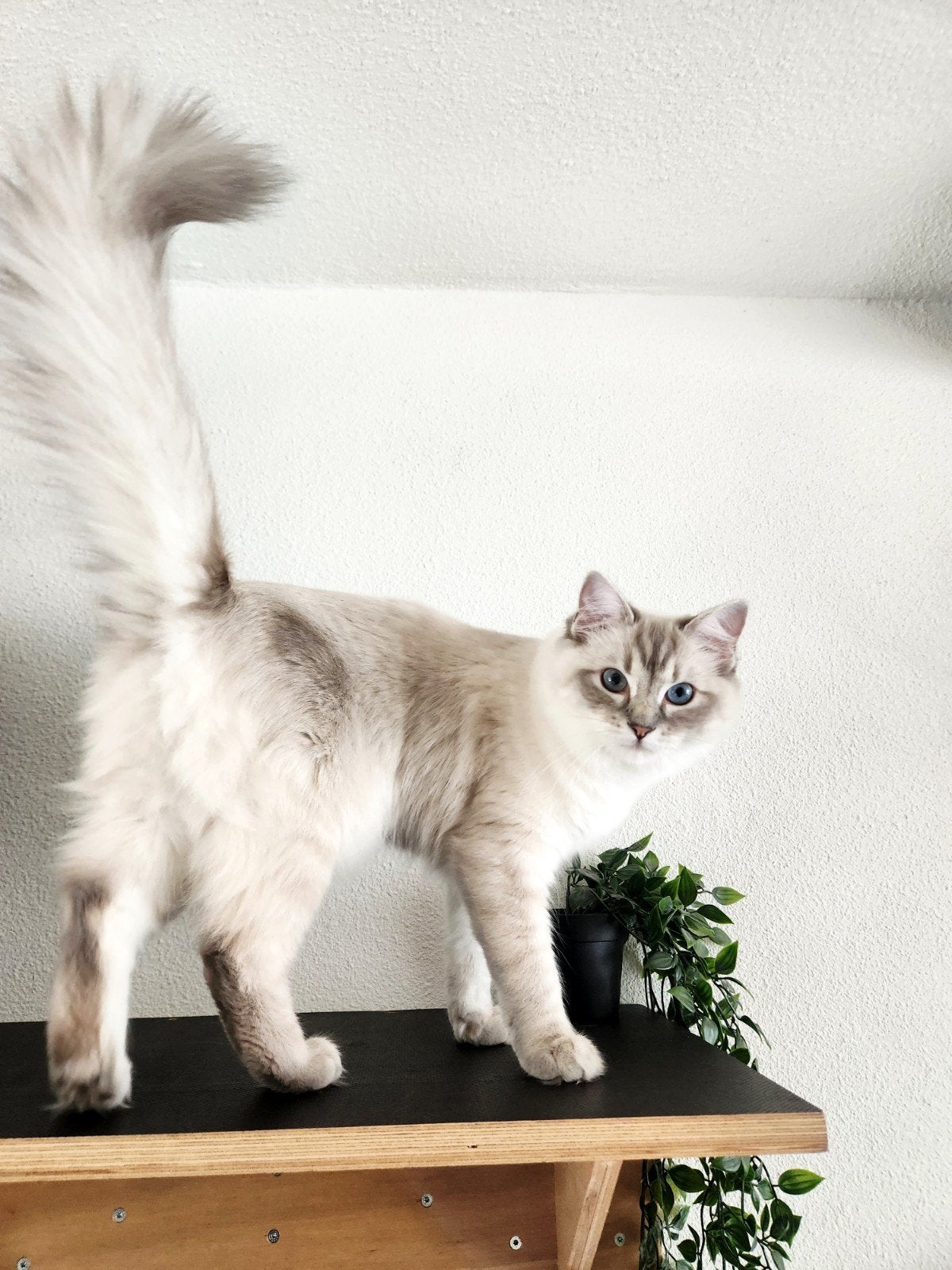 Prachtige! Ragdoll poes met Stamboom, 7 maanden, Dieren en Toebehoren, Katten en Kittens | Raskatten | Langhaar, Poes, Met stamboom