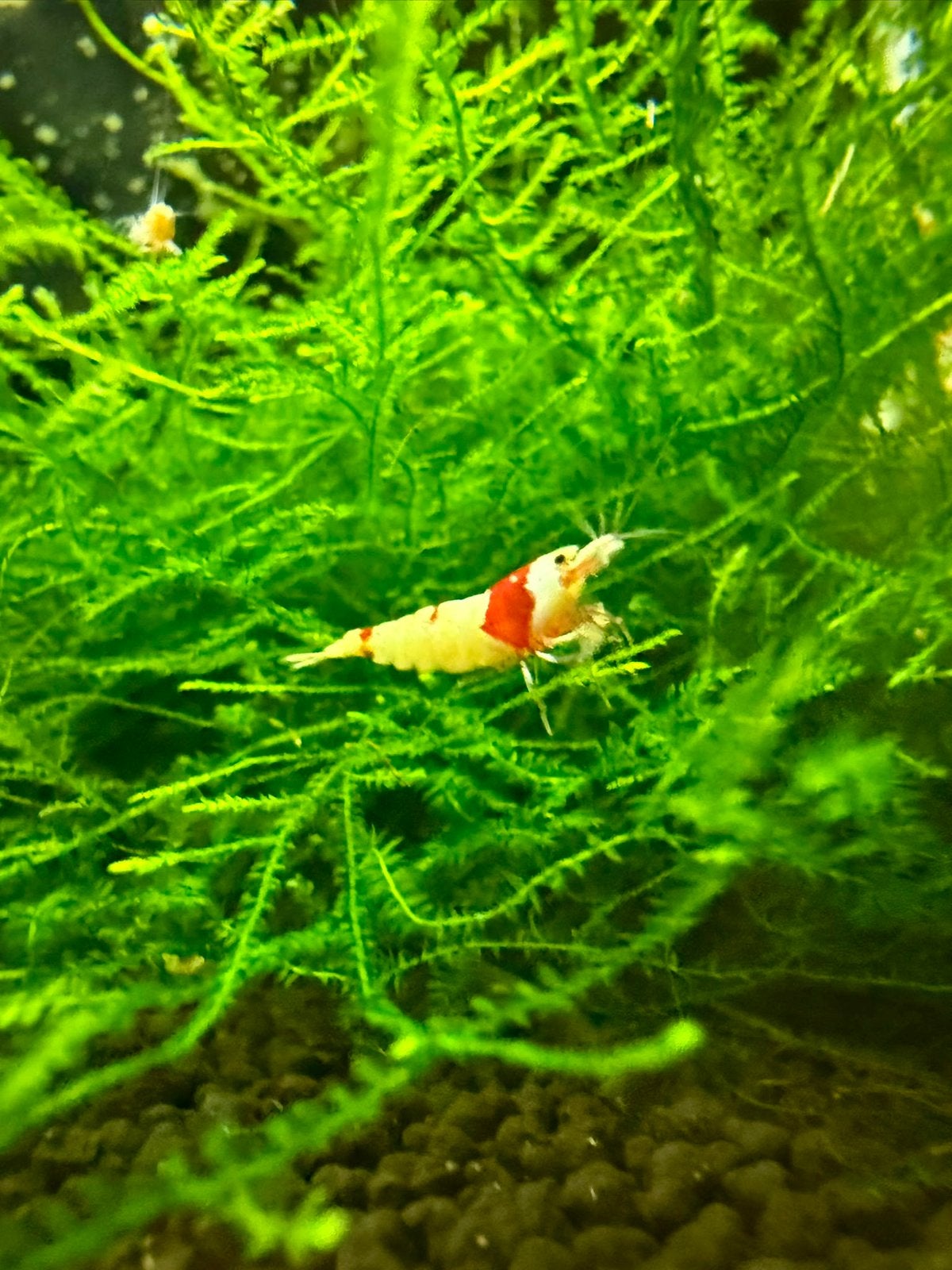 Crystal Red Caridina garnalen, Dieren en Toebehoren, Kreeft, Krab of Garnaal
