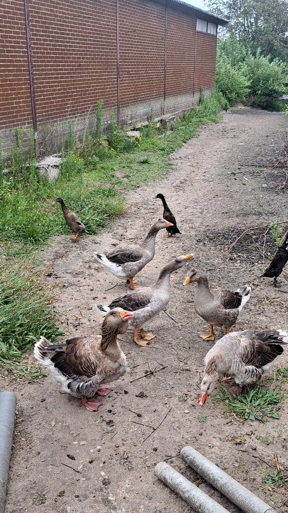 toulouse ganzen, Dieren en Toebehoren, Pluimvee, Meerdere dieren, Gans of Zwaan