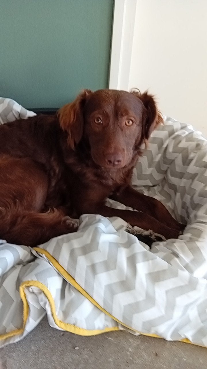mooie reu, Dieren en Toebehoren, Reu, Eén hond, Nederland, Particulier