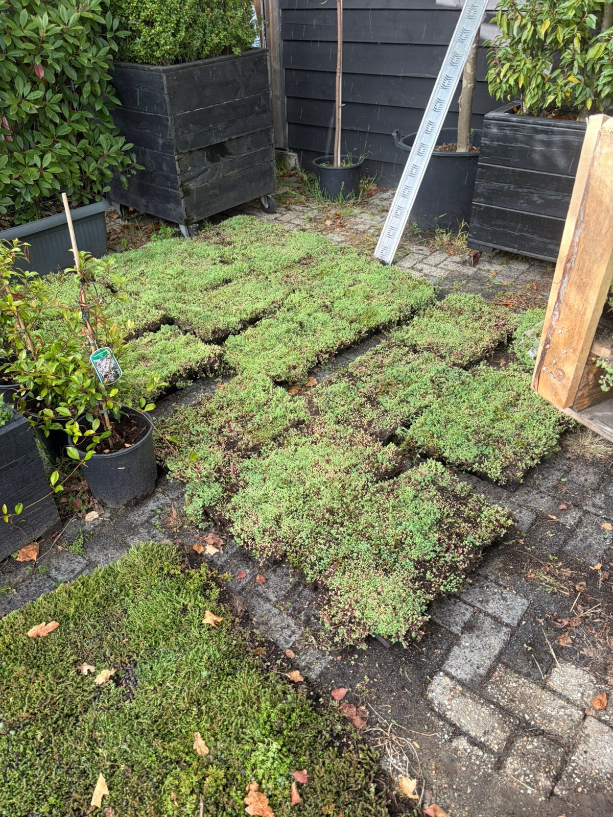 Sedum cassettes licht gewicht met alles wat je nodig hebt, Ophalen of Verzenden, Zomer, Volle zon, Overige soorten