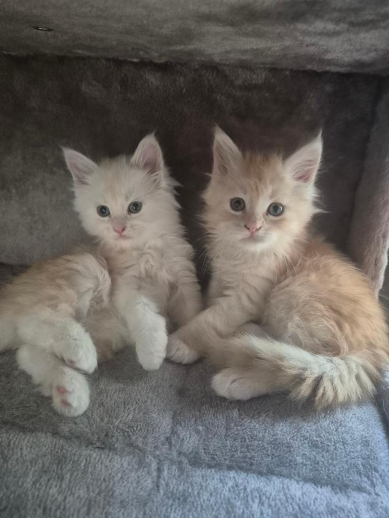 Maine-coon kittens, Dieren en Toebehoren, Katten en Kittens | Raskatten | Langhaar, Kater, Ontwormd, 0 tot 2 jaar