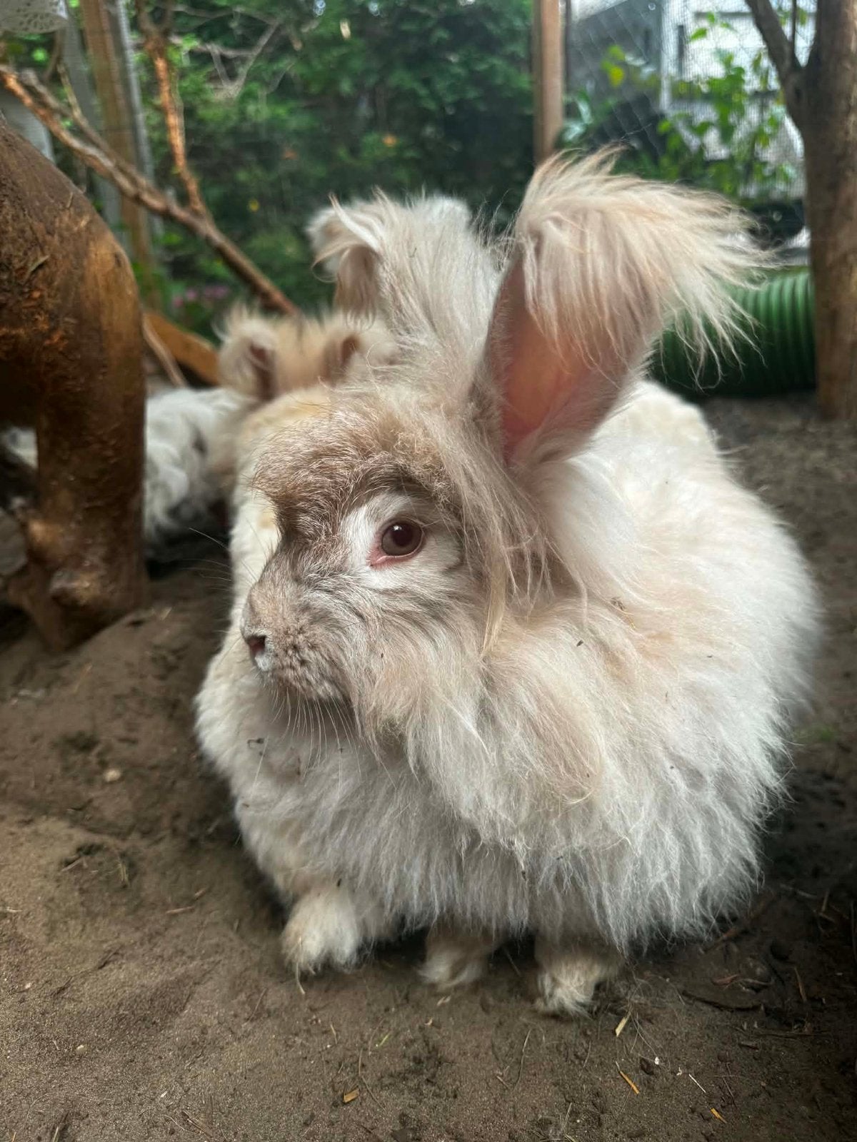 Engelse Angora voedster te koop, Dieren en Toebehoren, Vrouwelijk, Groot
