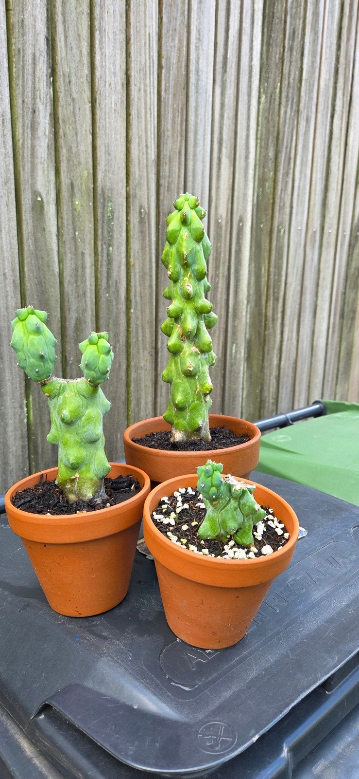 Booby cactussen, Ophalen, In pot, Volle zon, Minder dan 100 cm