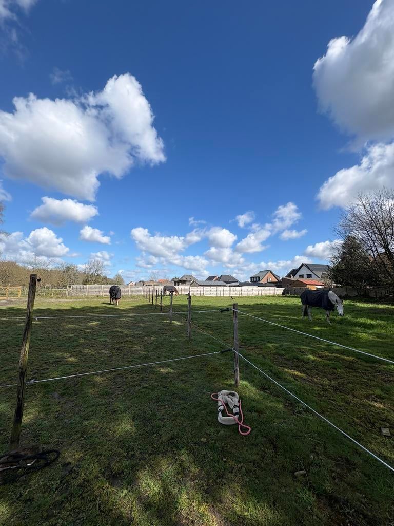 Stalling/weidegang te huir, Dieren en Toebehoren, Stalling en Weidegang, Weidegang, 1 paard of pony