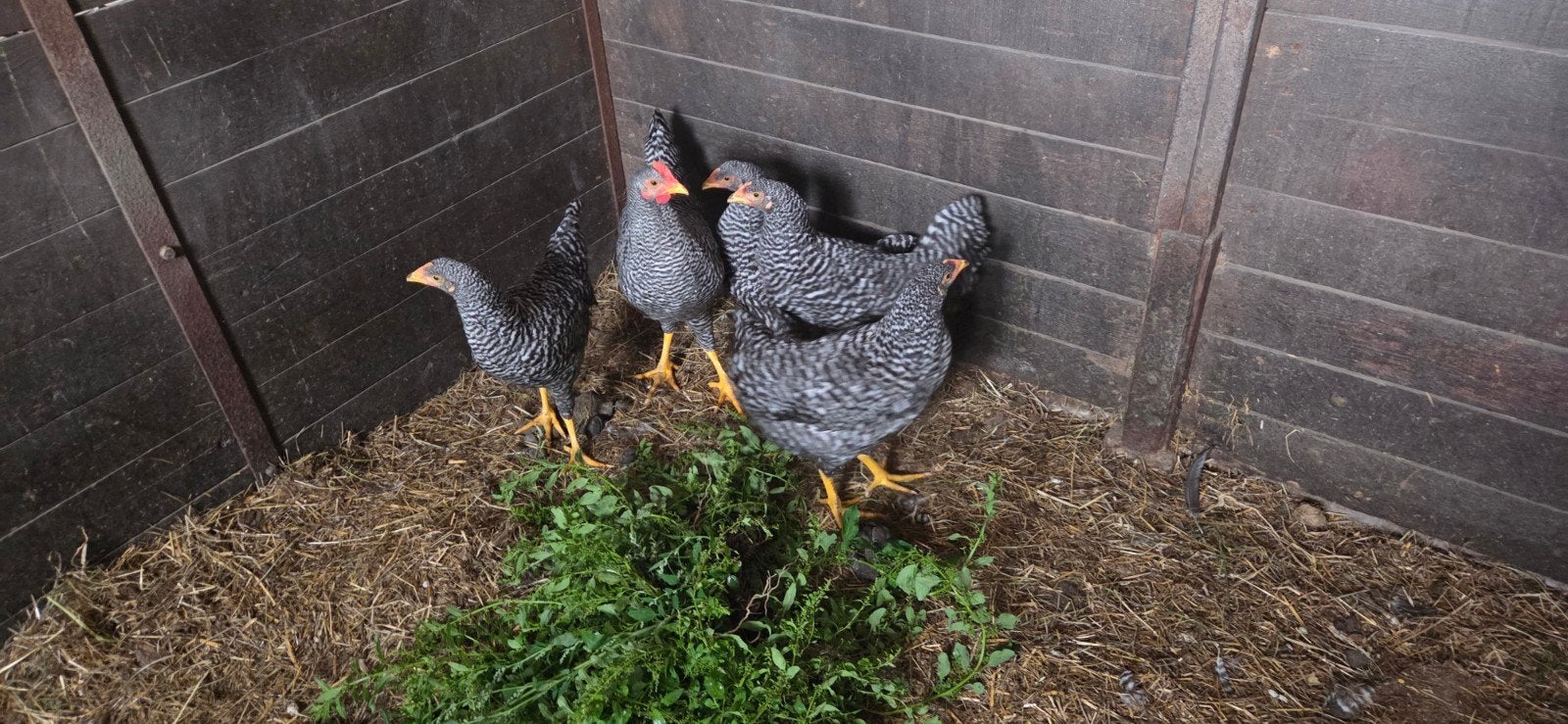 Amrock groot soort koekoek, Dieren en Toebehoren, Pluimvee, Meerdere dieren, Kip