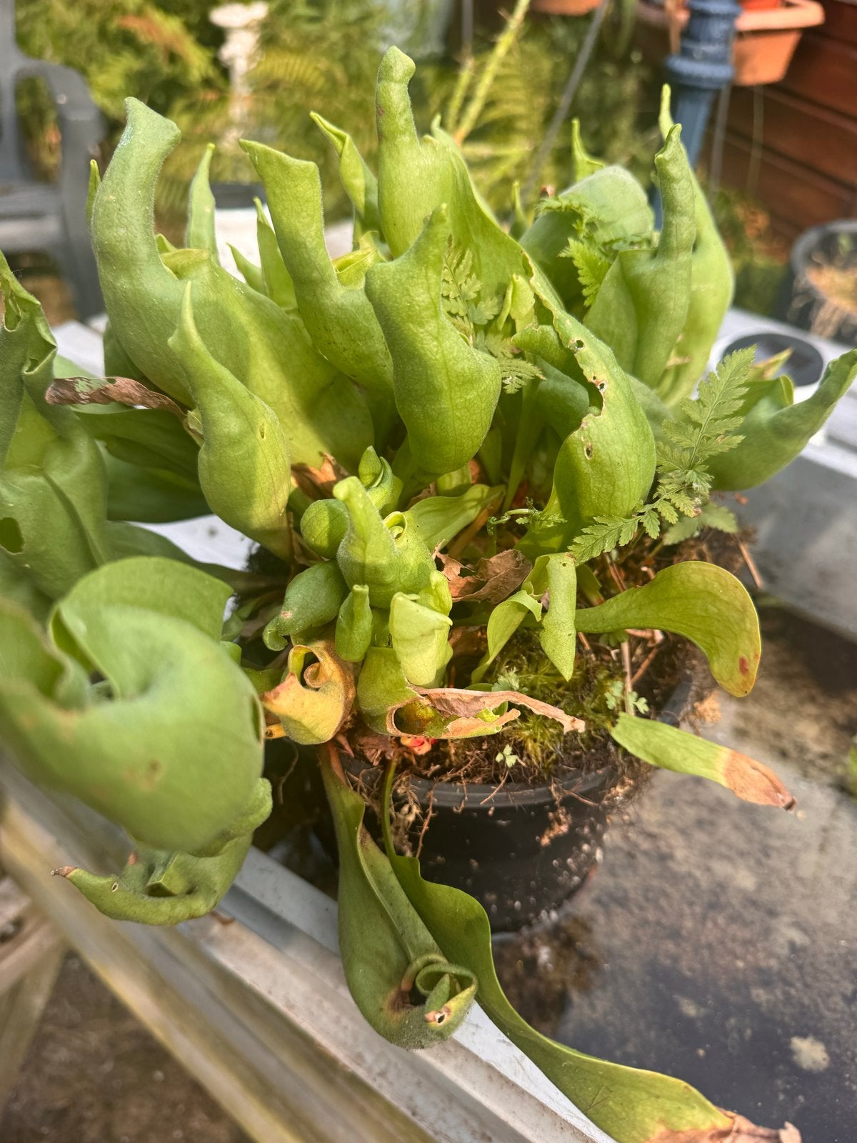 Sarracenia purpurea 'Smurf' - Vleesetende bekerplant, Tuin en Terras, Volle zon, Vaste plant, Lente, Ophalen