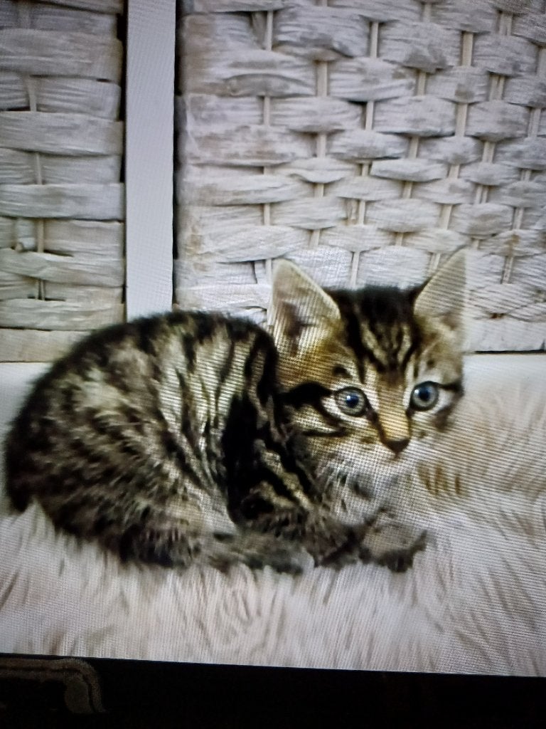 Cyperse Grijze kitten, Meerdere dieren, Ontwormd, 0 tot 2 jaar
