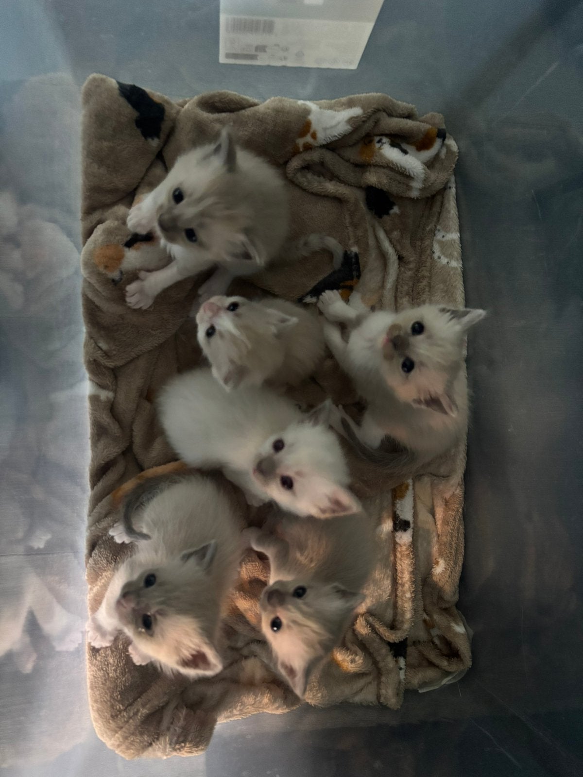 Prachtige Unieke Siamees/Ragdoll kittens, Dieren en Toebehoren, Katten en Kittens | Raskatten | Korthaar, Kater, Ontwormd, 0 tot 2 jaar