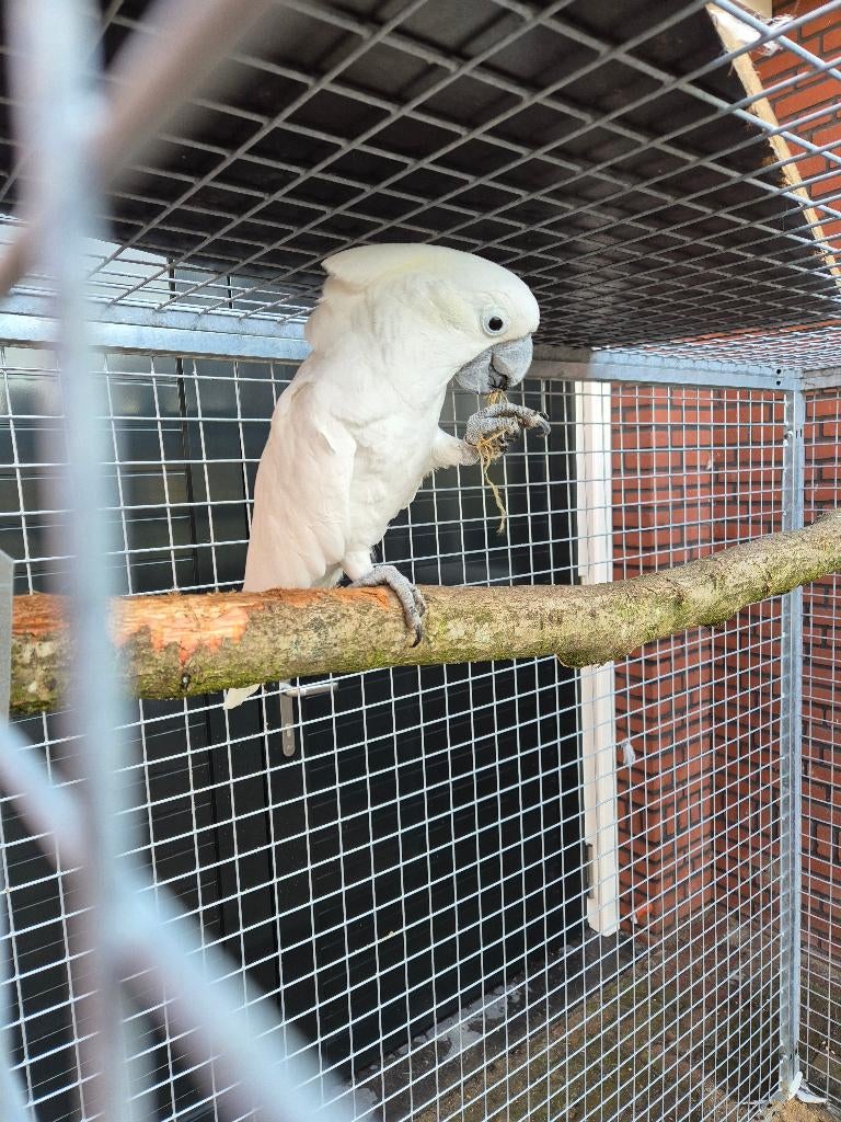Witkuif kaketoe, Dieren en Toebehoren, Vogels | Parkieten en Papegaaien, Papegaai, Mannelijk, Pratend, Tam, Geringd