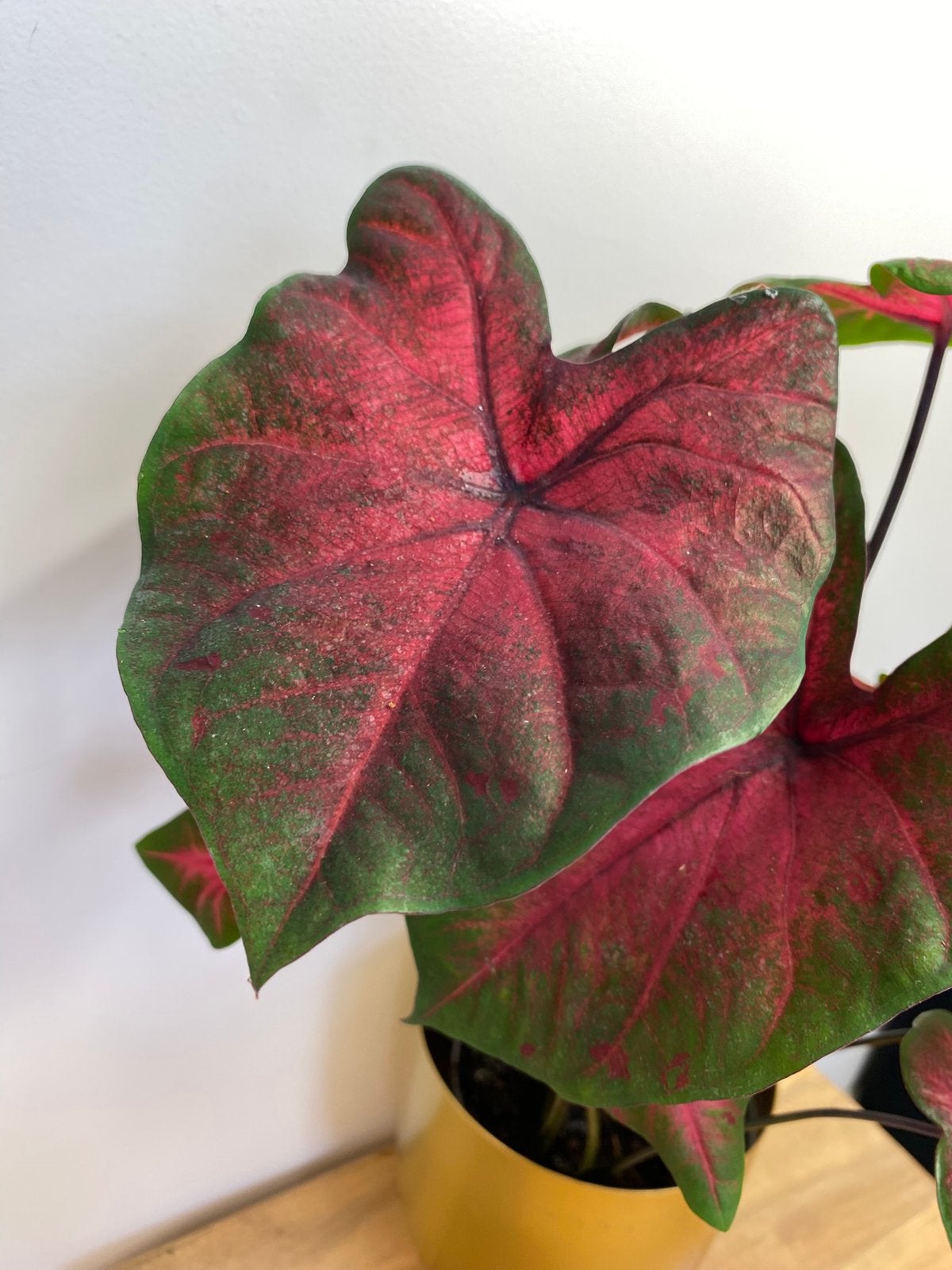 Caladium Rood #5, Ophalen of Verzenden, Halfschaduw, Minder dan 100 cm