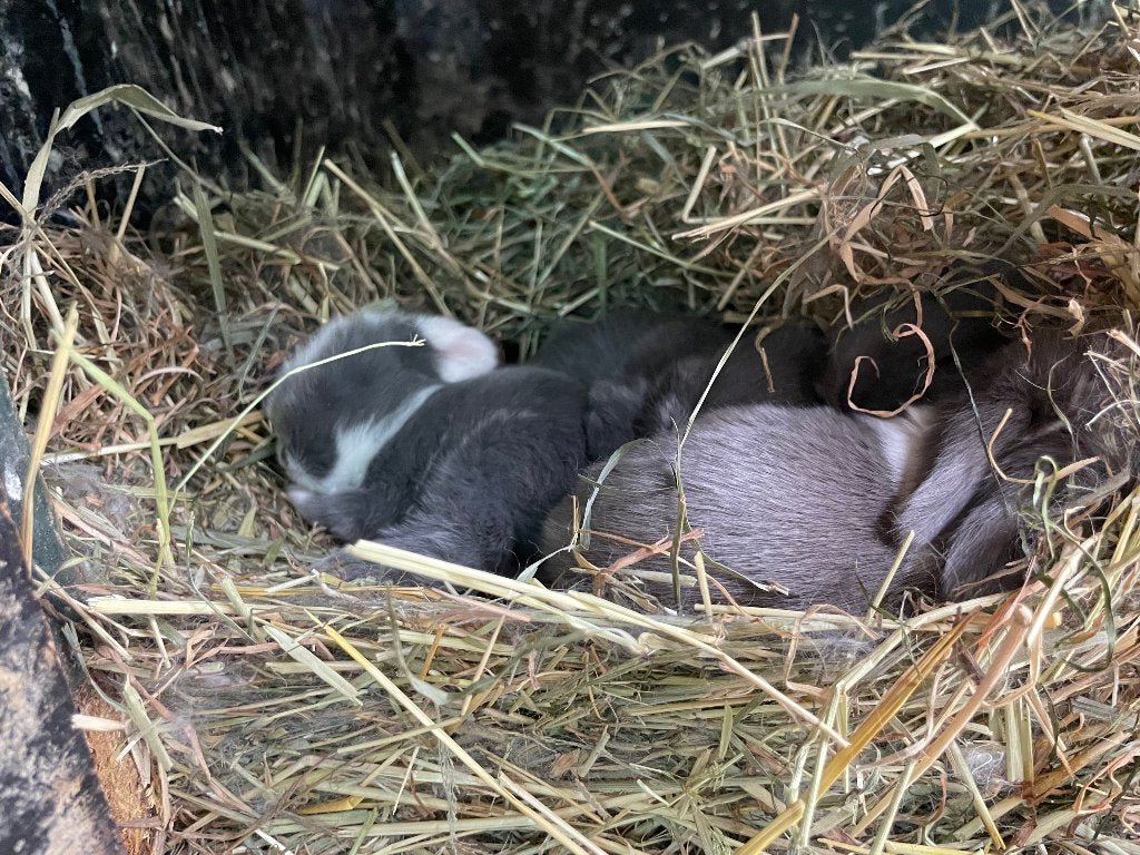 Minilops (beide ouders met stamboom), nu 10 dagen oud, Vrouwelijk, Dwerg, Hangoor, 0 tot 2 jaar