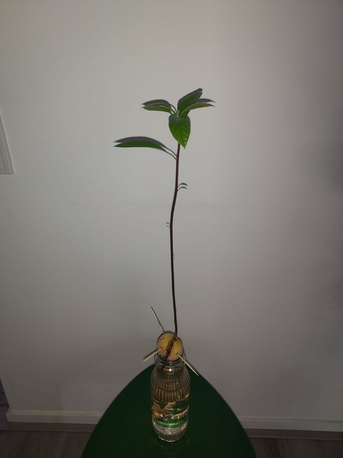 Avocado plant, Ophalen