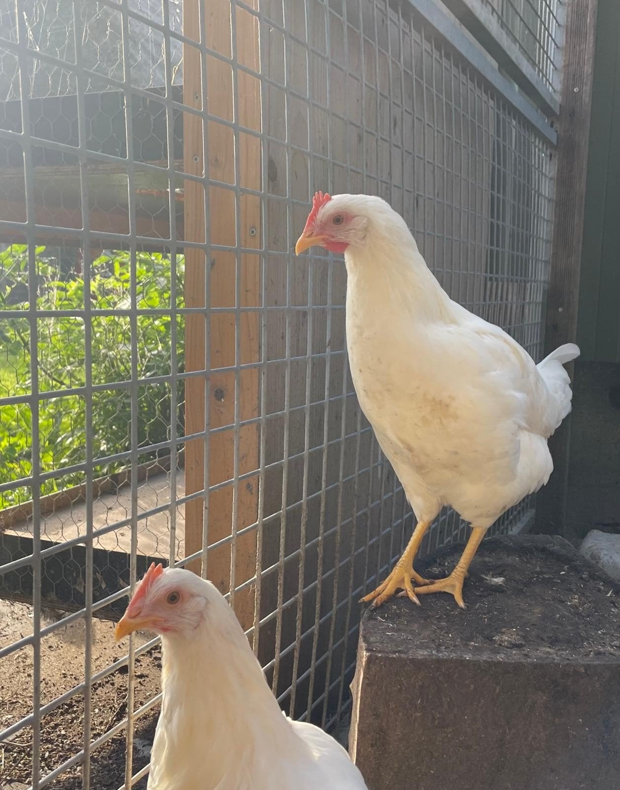 Te koop leghorn. Net aan de leg., Dieren en Toebehoren, Vrouwelijk, Kip