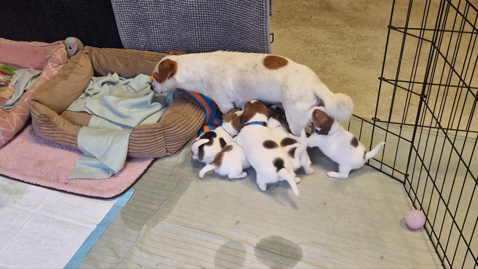 Hele mooie Jack Russell pups(veel wit), Dieren en Toebehoren, Honden | Jack Russells en Terriërs, Jack Russell Terriër, 8 tot 15 weken