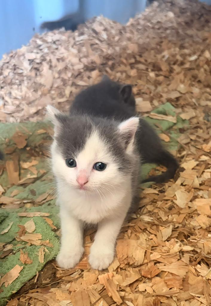 Lieve, tamme boerderijkittens te koop, Meerdere dieren, Kortharig, 0 tot 2 jaar