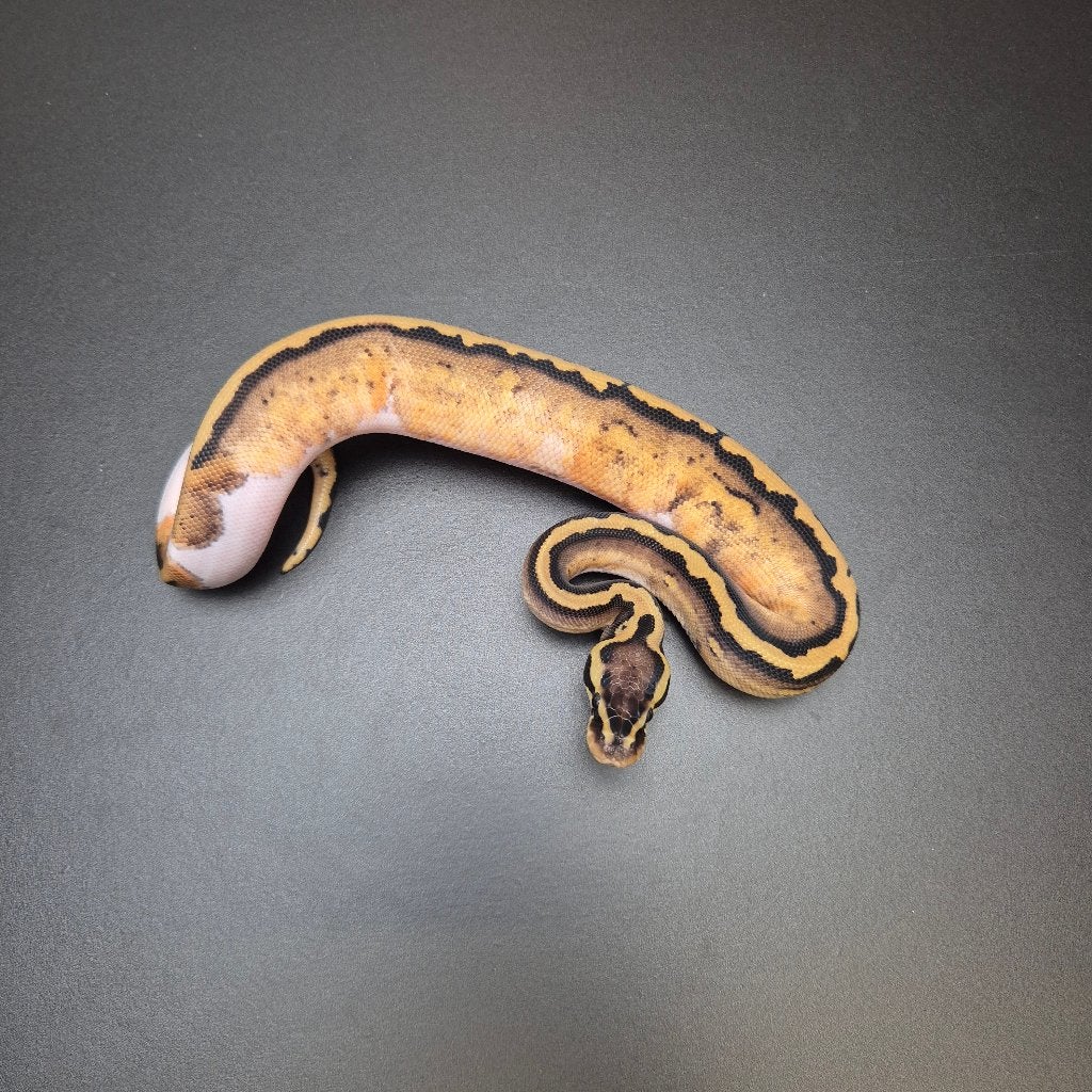 pastel piebald p. regius Ball Python - unknown for sale from Roundhog serpents