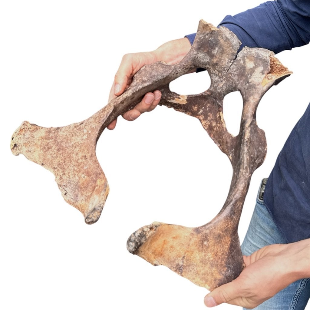 Fosiel bekken Rund, Ophalen of Verzenden, Nieuw, Boerderijdier, Overige typen