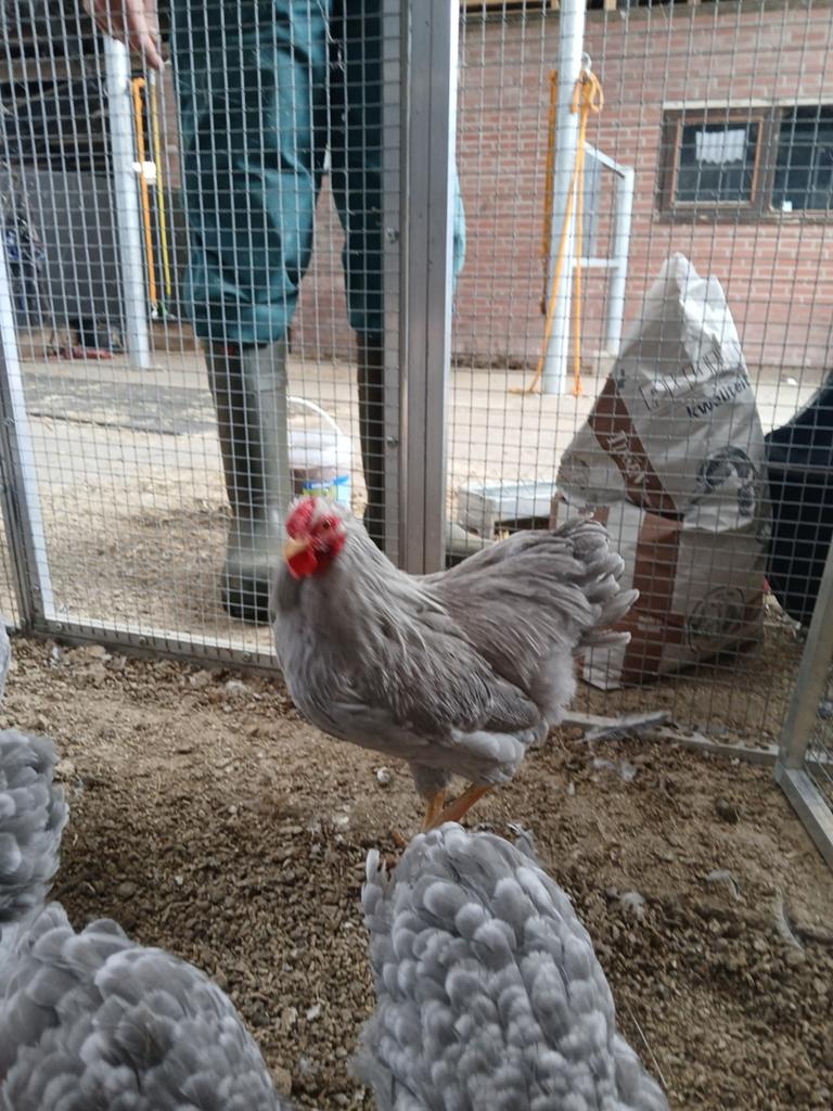Wyandotte kriel hanen grijs en Columbiaans blauw, Dieren en Toebehoren, Pluimvee, Mannelijk, Kip