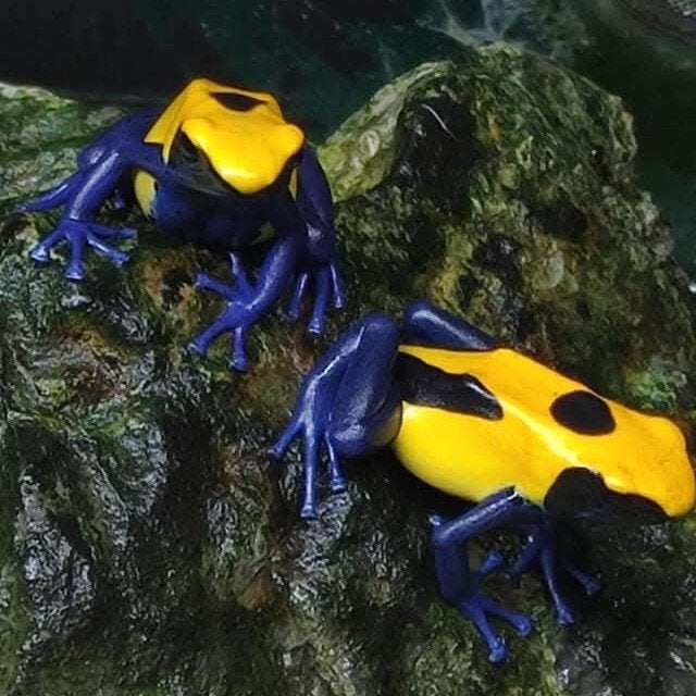 Dendrobates tinctorius 'Citronella' Frog - unknown for sale from Wouter