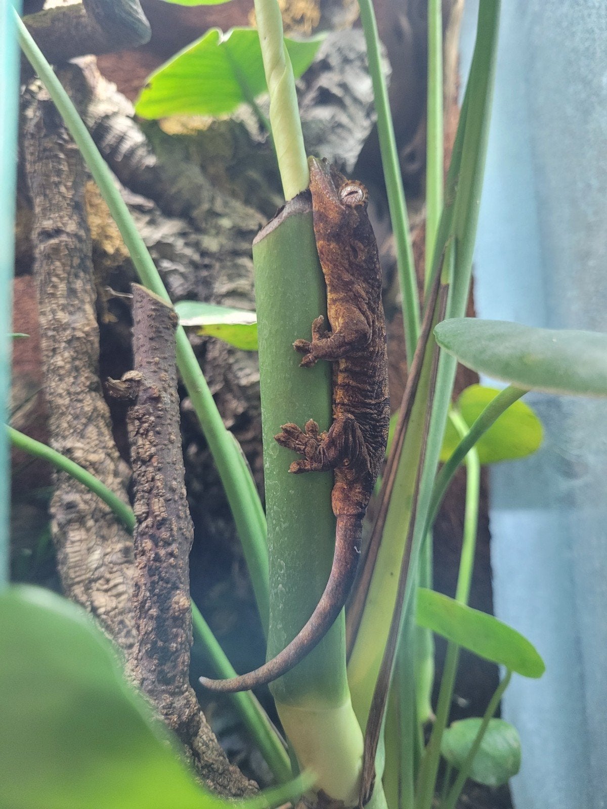 0.0.1 mniarrogekko chahoua, Dieren en Toebehoren, Reptielen en Amfibieën, 0 tot 2 jaar