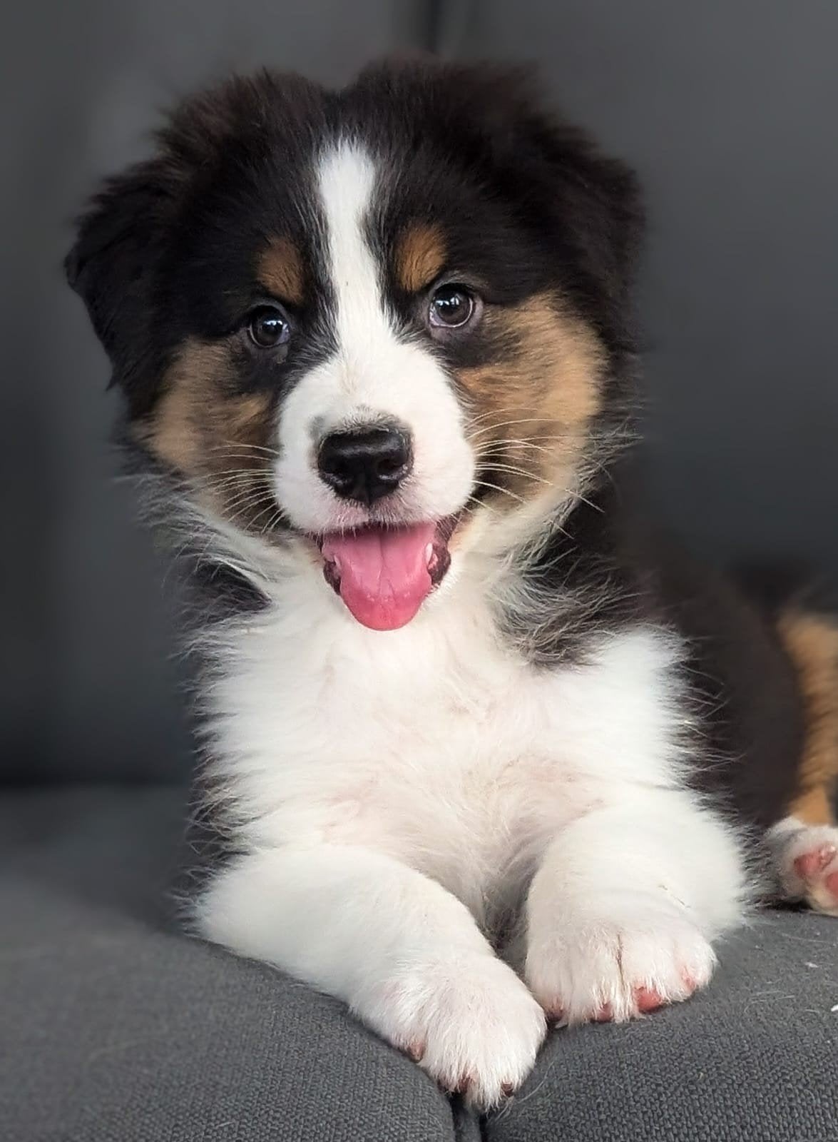 nog 1 raszuivere australian shepherd pup zoekt baasje, 8 tot 15 weken, CDV (hondenziekte), Meerdere, Meerdere dieren