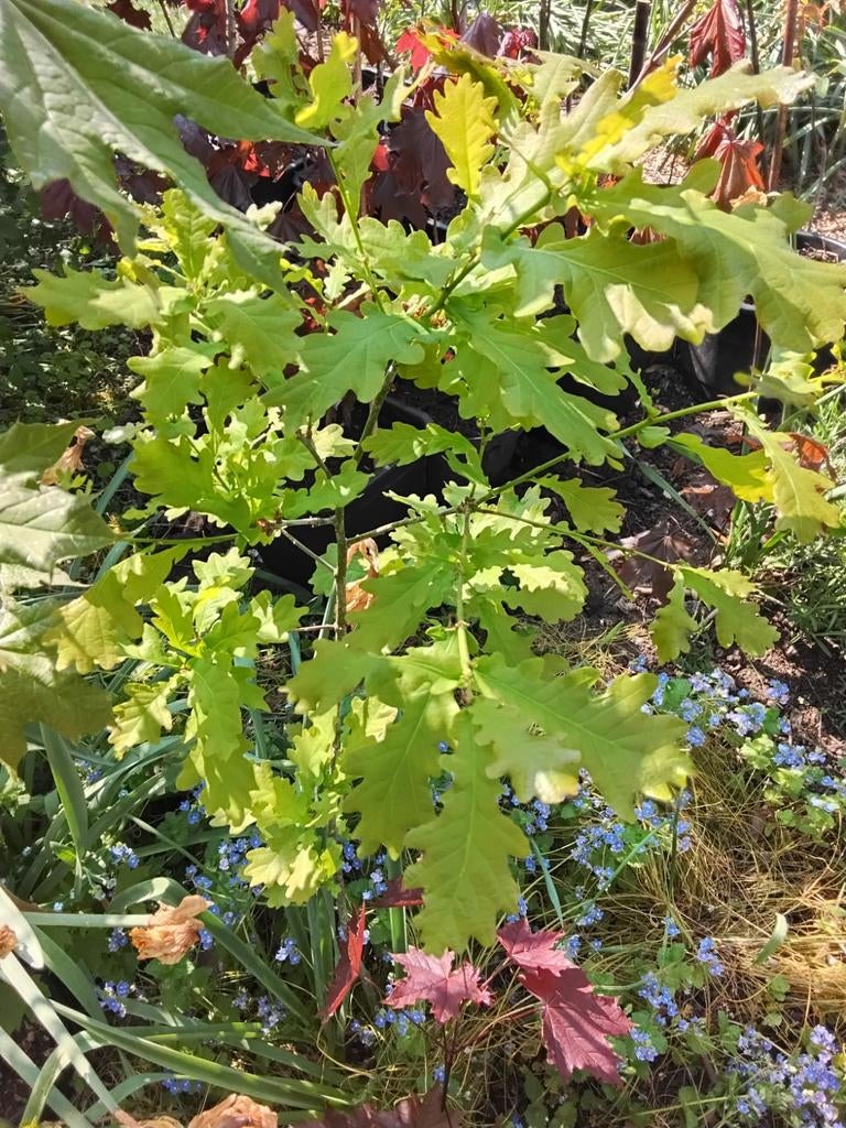 Diverse boompjes in pot: noten, essen, eiken, vijg, hibiscus, Ophalen